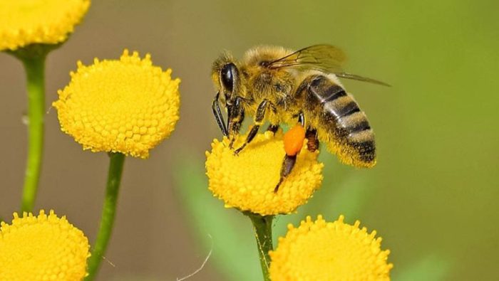 La abeja haragana in english