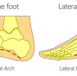 Foot arches types transverse anatomy medial lateral different longitudinal