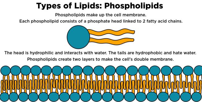 Lipids are important parts of biological membranes and waterproof coverings